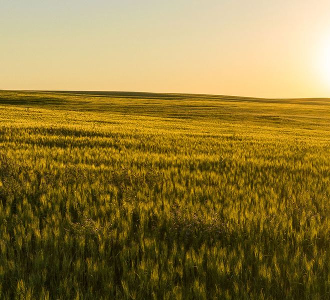 Rolling grain fields at sunrise, the sun low on the horizon
