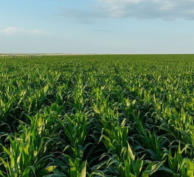 An irrigated corn field running flat to the horizon under an open sky